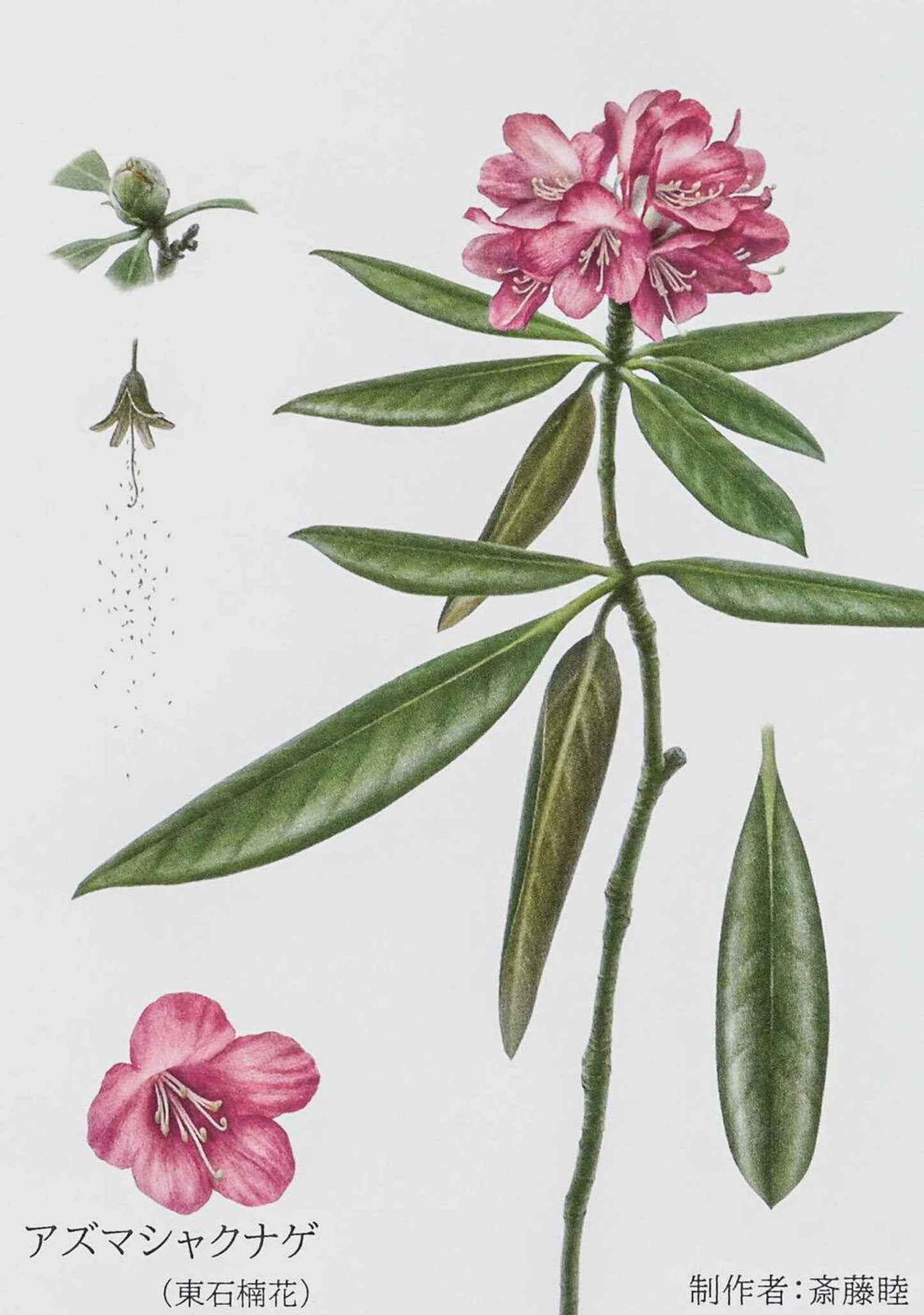 Overhead view of Yezo hydrangea botanical plate from the Mt. Tanigawa collection.