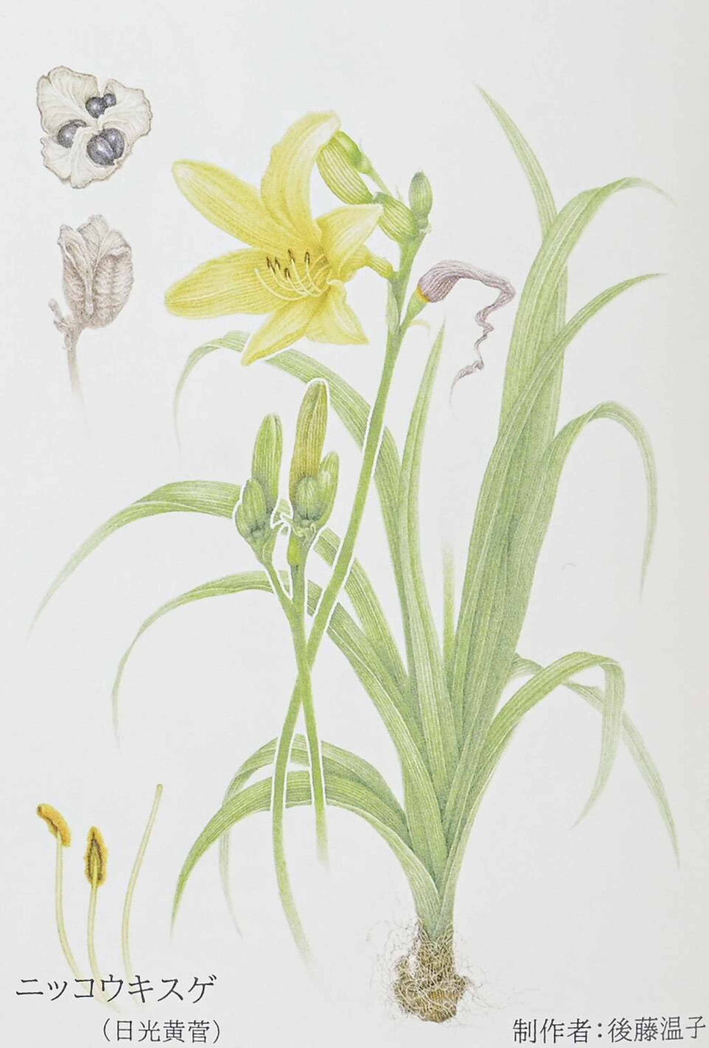White porcelain plate with a delicate hand-painted botanical daisy illustration in soft natural colors.