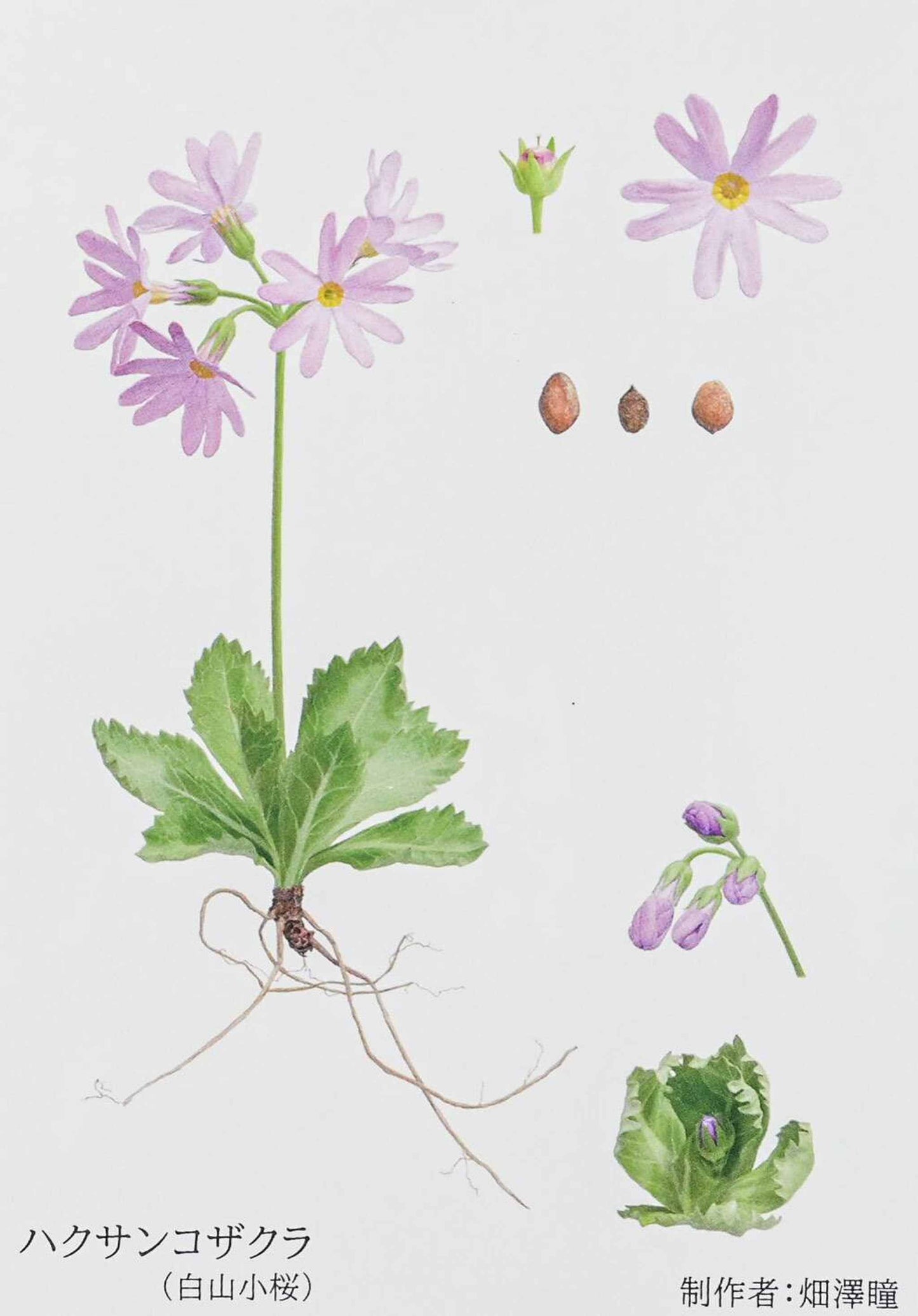 A delicate, hand-painted daisy on a small, 6-inch Mino ware porcelain plate.