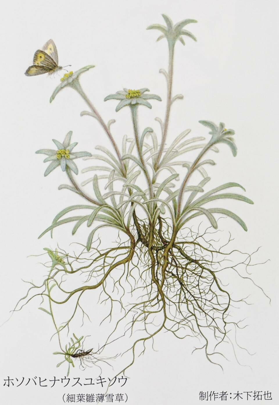 A delicate, hand-painted daisy on a white background, with a butterfly perched on the flower.
