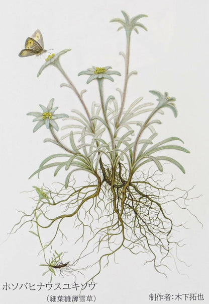 A delicate, hand-painted daisy on a white background, with a butterfly perched on the flower.