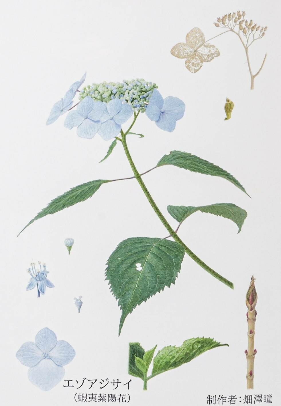 A delicate, hand-painted daisy on a white, porcelain plate.