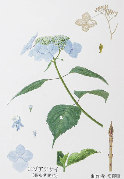 A delicate, hand-painted daisy on a white, porcelain plate.
